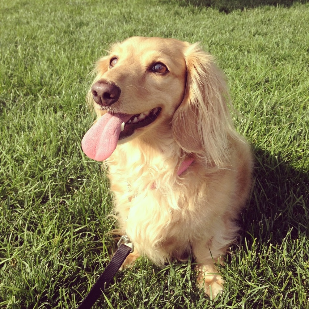 Meet your Posher, Satya